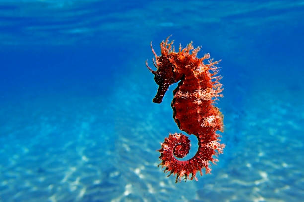 Seahorse